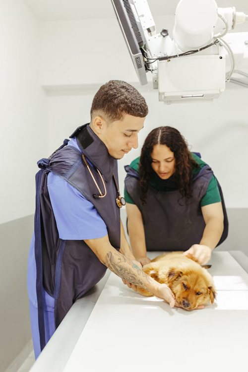veterinaire